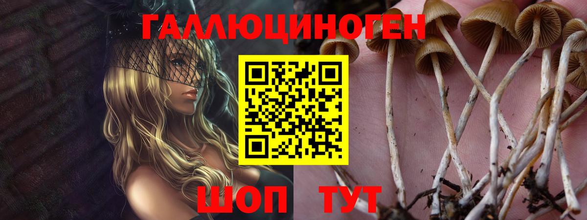 Псилоцибиновые грибы Psilocybe Черняховск
